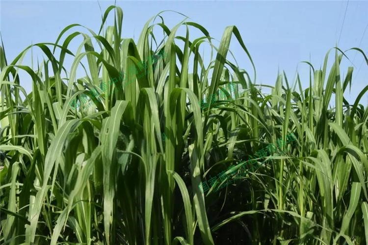 以草代木、天然抗菌、可自然降解，新鄉(xiāng)化纖開創(chuàng)新的&ldquo;傳奇&rdquo;&mdash;&mdash;菌草纖維 